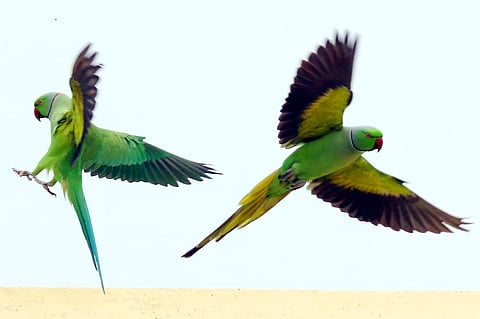 ஆனந்தமாக சிறகடித்து பறக்கும் பச்சைக்கிளிகள்