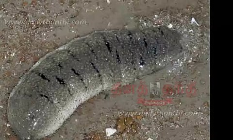 கடல் அட்டைகளை பிடித்தால் குண்டர் சட்டத்தில் நடவடிக்கை-வனத்துறை அதிகாரி எச்சரிக்கை