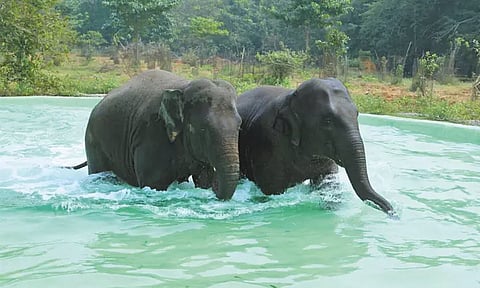 வண்டலூர் உயிரியல் பூங்காவில் யானைகள் குளிக்க நீச்சல் குளம்