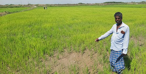 தண்ணீர் இல்லாமல் கருகும் நெல் பயிர்கள்