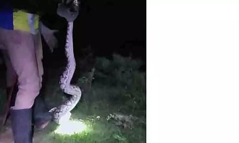 குடியிருப்பு பகுதியில் புகுந்த மலைப்பாம்பு பிடிபட்டது