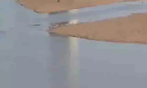 கழிவுநீரில் பன்றிகள் செத்துமிதப்பதால் சுகாதாரக்கேடு