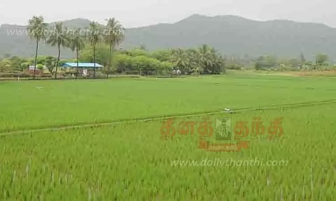 பச்சை பசேலென நெற்பயிர்கள்