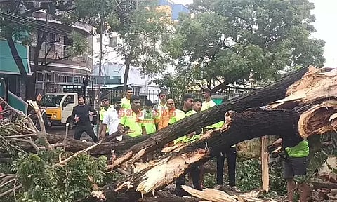 புழுதிவாக்கத்தில் ராட்சத மரம் விழுந்ததால் போக்குவரத்து துண்டிப்பு