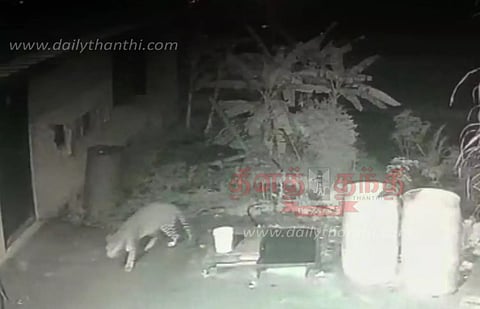 குடியிருப்பு பகுதியில் சுற்றித்திரியும் சிறுத்தைப்புலி
