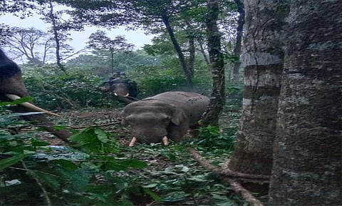 'பைரா' காட்டுயானை பிடிபட்டது