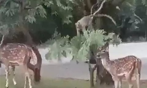 image screengrab from video tweeted by @susantananda3