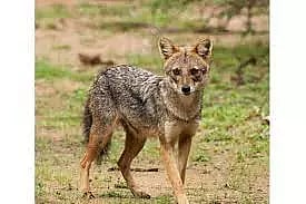 கிராமத்தில் புகுந்த நரியை அடித்து கொன்ற மக்கள்