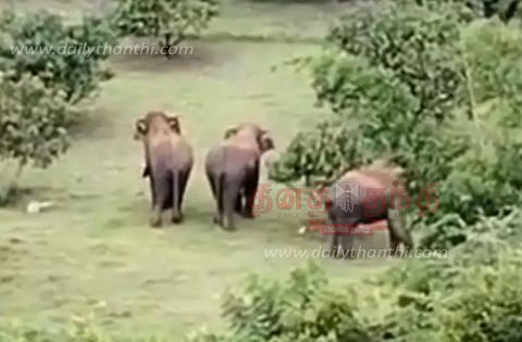 ஊருக்குள் புகுந்த காட்டு யானைகளால் பரபரப்பு