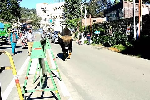 காட்டெருமை தூக்கி வீசியதில் 2 பேர் படுகாயம்