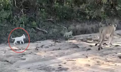 image screengrab from video tweeted by @susantananda3