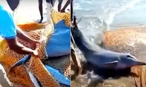 வலையில் சிக்கிய டால்பினை மீண்டும் கடலில் விட்ட மீனவர்கள் - அதிகாரிகள் பாராட்டு