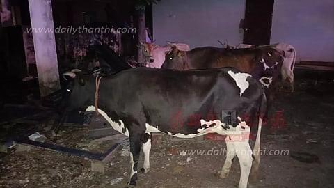 சாலையில் சுற்றித்திரிந்த மாடுகளை பிடித்து நகராட்சி வளாகத்தில் அடைப்பு