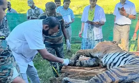 முதுமலை புலிகள் காப்பகத்தில் பெண் புலி உயிரிழப்பு...!