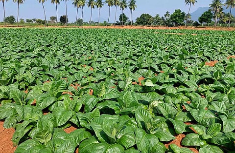 புகையிலை விளைச்சல் அமோகம்