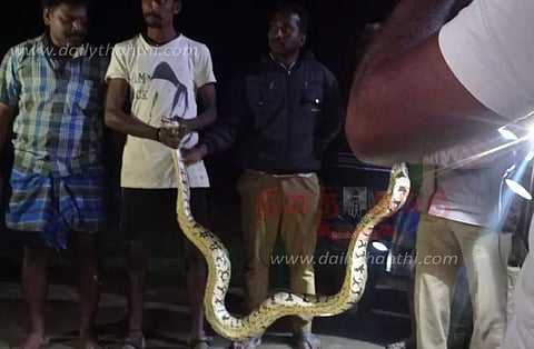 12 அடி நீள மலைப்பாம்பு பிடிபட்டது