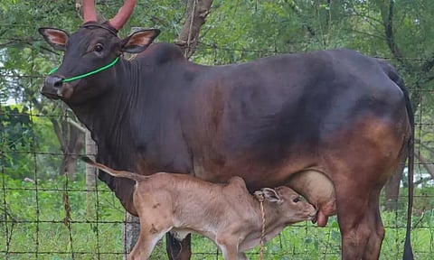 ரூ.18 லட்சத்துக்கு மாடுகள் விற்பனை