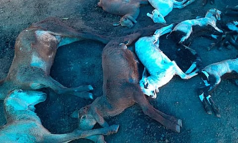 நாய்கள் கடித்து குதறியதில் 24 ஆடுகள் செத்தன