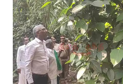 கீரமங்கலம் பகுதியில் மிளகு சாகுபடி; சுப்ரீம் கோர்ட்டு நீதிபதி பார்வையிட்டார்