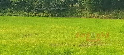 சம்பா பயிர்களை தாக்கும் மஞ்சள் நோய் விவசாயிகள் கவலை