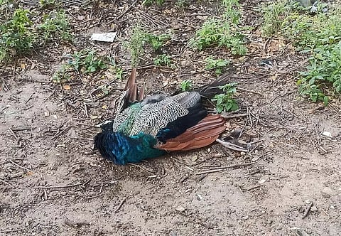 பழனி அருகே சாலையோரத்தில் இறந்து கிடந்த மயில்