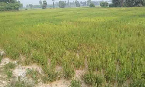 மழை இல்லாததால் காய்ந்த நெற்பயிர்கள்