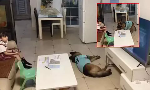 அப்பா வருகிறார், சீக்கிரம் படி... சிறுமியை அறிவுறுத்திய புத்திசாலி நாய்; வைரலாகும் வீடியோ