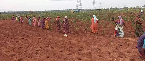 கின்னஸ் சாதனைக்காக 6 மணி நேரத்தில் 6 லட்சம் மரக்கன்றுகள்