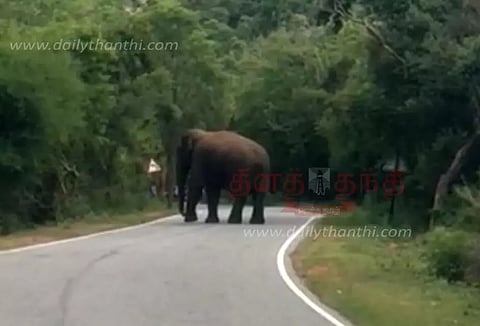 சாலையில் நின்ற காட்டு யானை