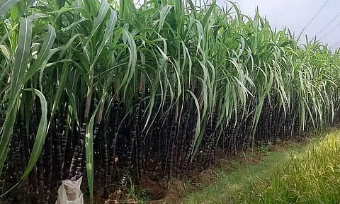 பொங்கல் பரிசு தொகுப்பில் கரும்பு இடம்பெறுமா? விவசாயிகள் எதிர்பார்ப்பு