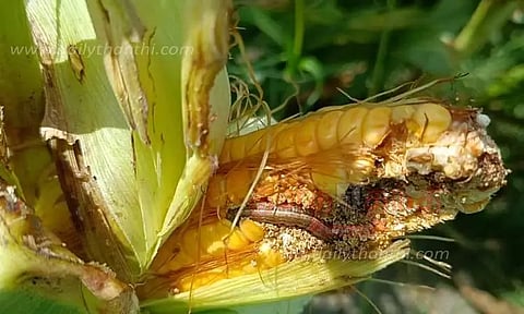 8 ஆயிரம் ஏக்கரில் மக்காச்சோளம் விளைச்சல் பாதிப்பு