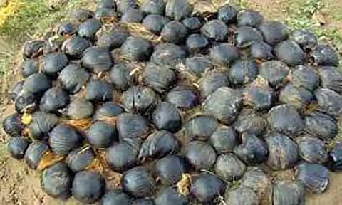 லிங்கம்பட்டியில்பனைமர விதைகள் விதைப்பு