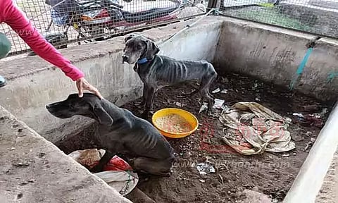 2 வளர்ப்பு நாய்களை சிறுத்தைக்கு உணவாக வனப்பகுதியில் கட்டிச்சென்ற கொடூரம்