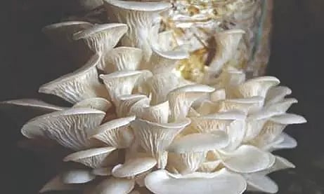 காளான் வளர்ப்பு குடில் அமைத்து கூடுதல் வருவாய் ஈட்ட பெண் விவசாயிகளுக்கு மானியம்