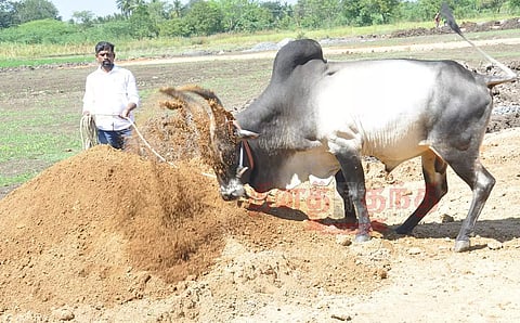 ஜல்லிக்கட்டு காளைகளுக்கு தீவிர பயிற்சி