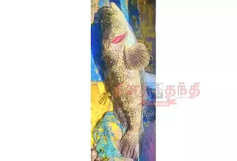 மீனவர் வலையில் சிக்கிய புள்ளி களவா மீன்