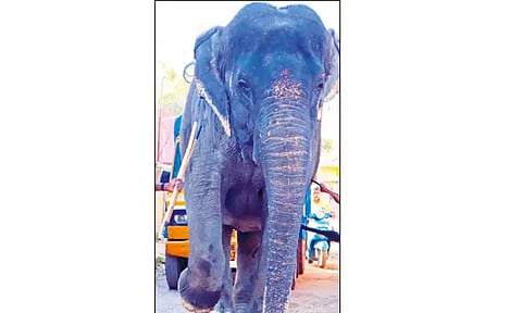 மதுரையில் வீட்டில் வளர்த்த யானை மீட்பு -வனத்துறையினர் நடவடிக்கை