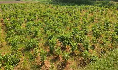 செழிப்பாக வளர்ந்து வரும் மிளகாய் செடிகள்