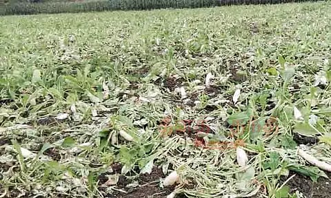 முள்ளங்கிக்கு போதிய விலை கிடைக்காததால் விவசாயிகள் கவலை