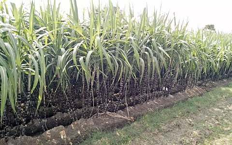 பொங்கல் பரிசு தொகுப்பில் இடம் பெறவில்லை: கரும்பின் விலை வீழ்ச்சி அடையுமா?