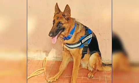 சென்னை விமான நிலைய சுங்கத்துறையில் கூடுதலாக ஒரு மோப்ப நாய் சேர்ப்பு - புகையிலை பொருட்களை கண்டுபிடிப்பதில் தேர்ந்தது