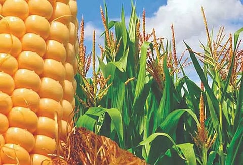 குடிமங்கலம் பகுதியில் மக்காச்சோளப்பயிரில் படைப்புழுக்களின் தாக்குதல் அதிகரித்து வருவதால் விவசாயிகள் வேதனை