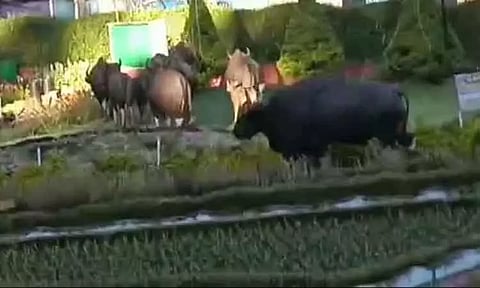 பிரையண்ட் பூங்காவுக்குள் புகுந்த காட்டெருமைகள்