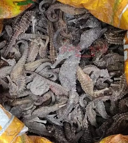 வேனில் கடத்திய கடல் குதிரைகள் பறிமுதல்