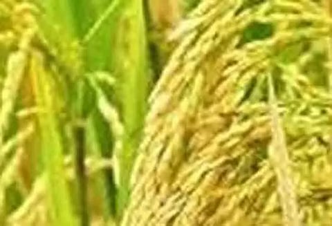 அரசு நெல் கொள்முதல் நிலையம் இல்லாததால் விவசாயிகள் அவதி