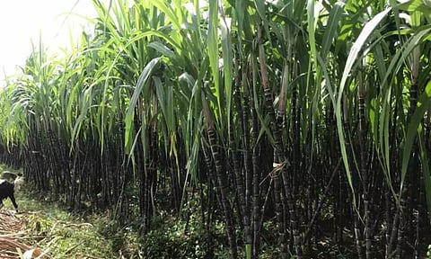 கரும்பு சாகுபடியில் நஷ்டம் ஏற்பட வாய்ப்பு - விவசாயிகள்