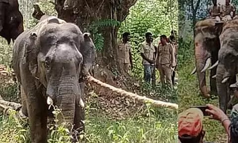 காட்டுயானைகள் நடமாடும் இடங்களை தெரிந்து கொள்ள ரேடியம் ஸ்டிக்கர் ஒட்டும் பணி