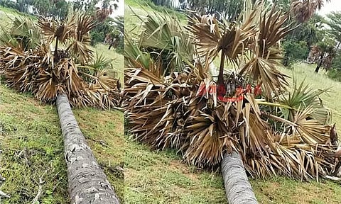 சோலார் பேனல் அமைக்க பனை மரங்களை வெட்டி சாய்த்த தனியார் நிறுவனம்...! தூத்துக்குடியில் பரபரப்பு