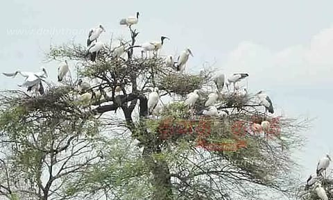 வேட்டங்குடி பறவைகள் சரணாலயத்தில் குவிந்த வெளிநாட்டு பறவைகள்