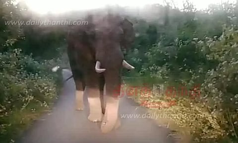 கடம்பூர்-குன்றி வனச்சாலையில் யானைகள் நடமாட்டம்;மாலையில் இருசக்கர வாகனங்கள் செல்வதை தவிர்க்க வேண்டுகோள்